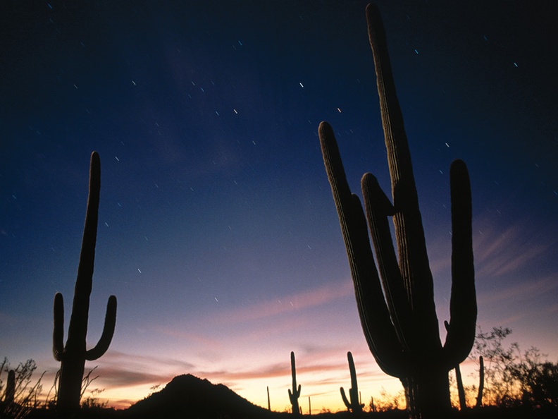 Star Trails, Saguaro National Park, Arizona